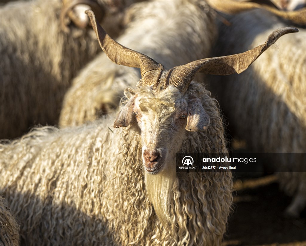 Ankara's iconic animals: Angora cat, Angora rabbit and Angora goat