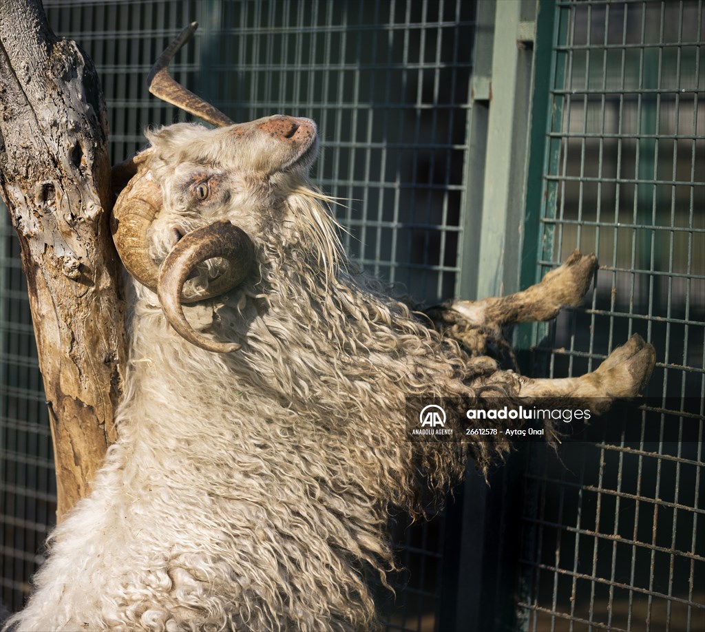 Ankara's iconic animals: Angora cat, Angora rabbit and Angora goat