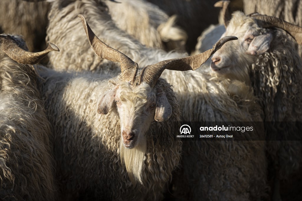 Ankara's iconic animals: Angora cat, Angora rabbit and Angora goat