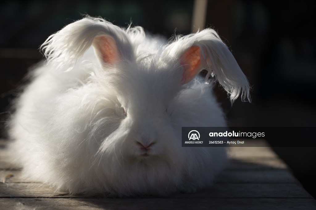 Ankara's iconic animals: Angora cat, Angora rabbit and Angora goat