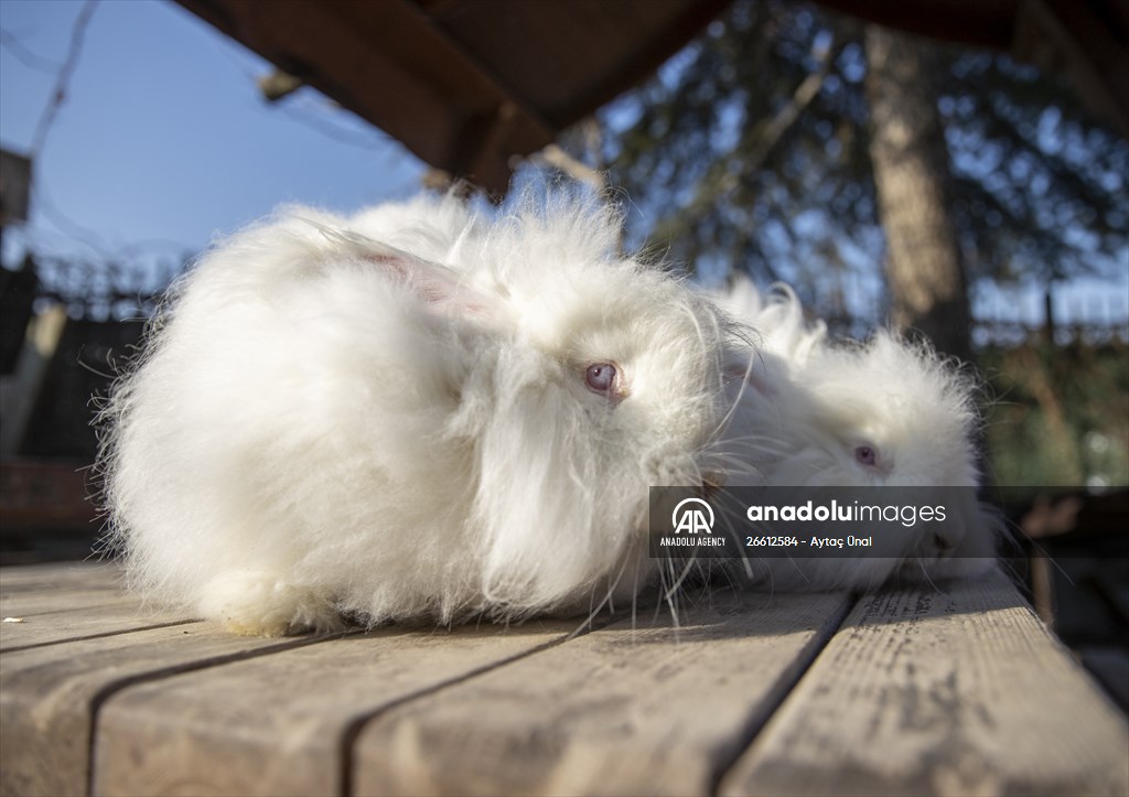 Ankara's iconic animals: Angora cat, Angora rabbit and Angora goat