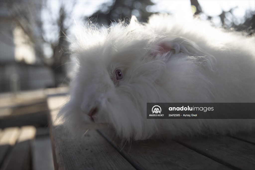 Ankara's iconic animals: Angora cat, Angora rabbit and Angora goat