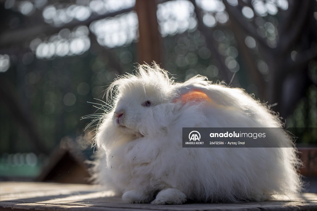 Ankara's iconic animals: Angora cat, Angora rabbit and Angora goat