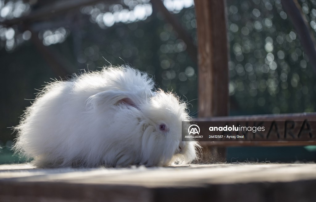 Ankara's iconic animals: Angora cat, Angora rabbit and Angora goat