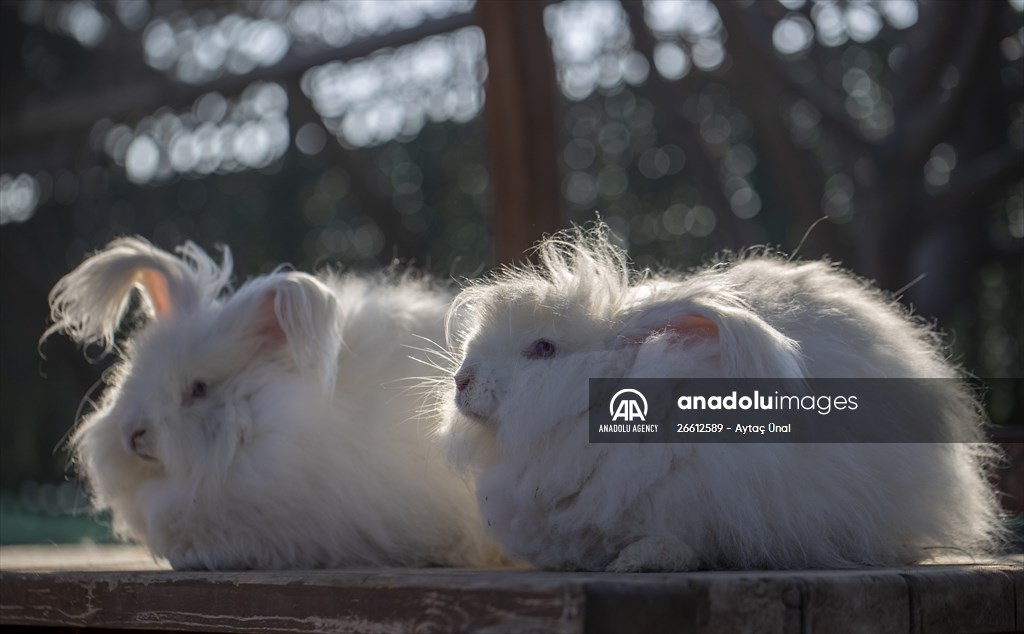 Ankara's iconic animals: Angora cat, Angora rabbit and Angora goat