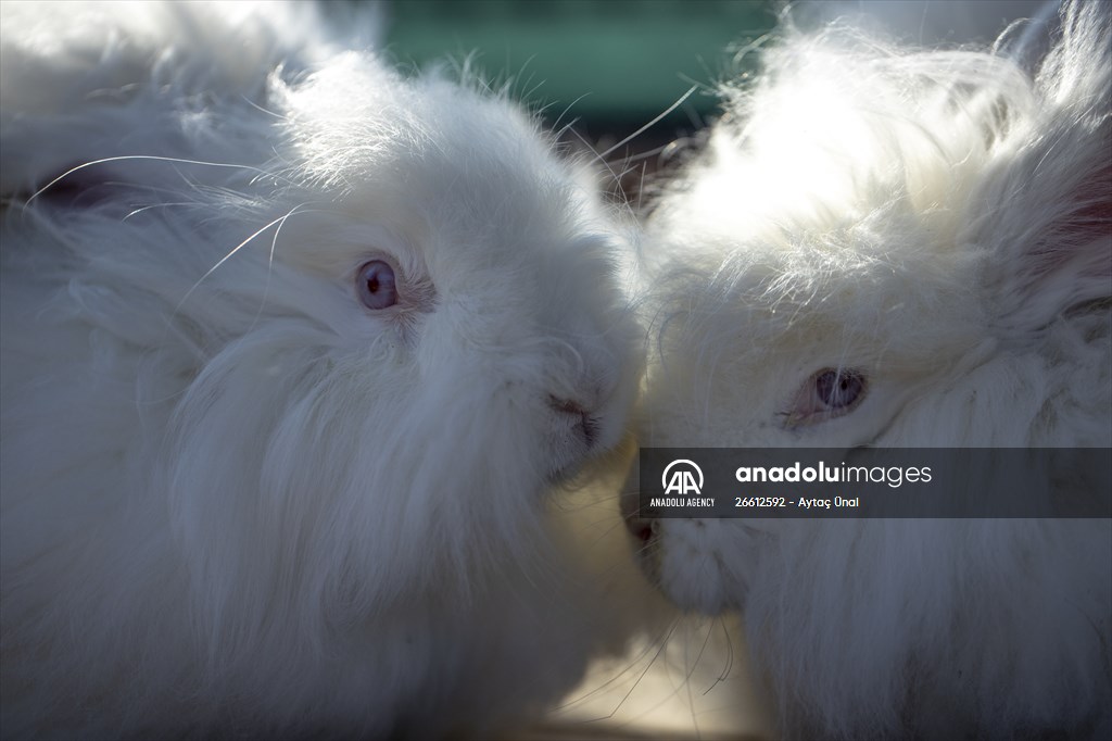 Ankara's iconic animals: Angora cat, Angora rabbit and Angora goat