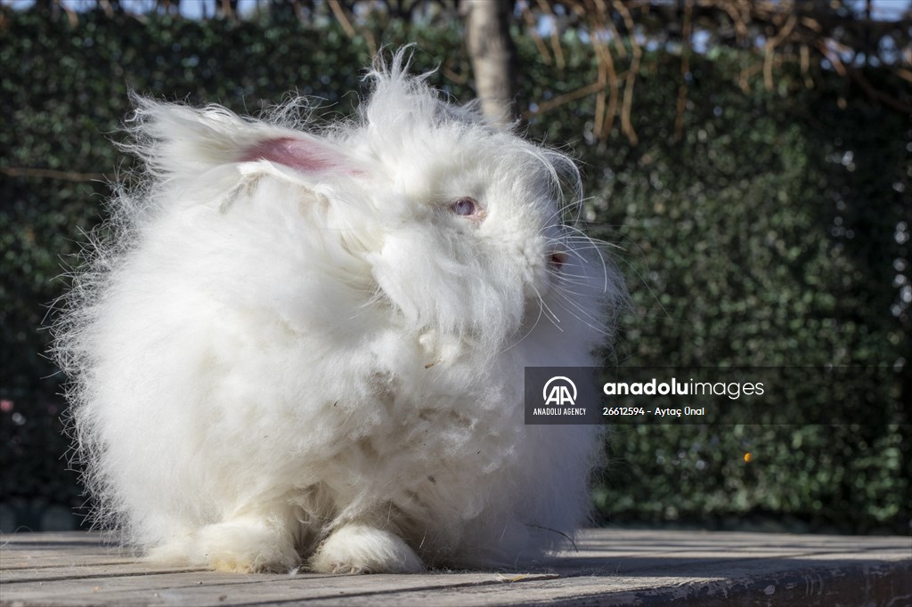 Ankara's iconic animals: Angora cat, Angora rabbit and Angora goat