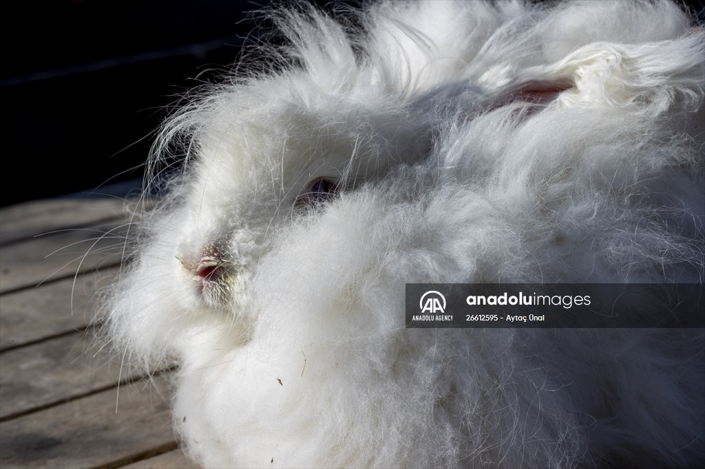 Ankara's iconic animals: Angora cat, Angora rabbit and Angora goat