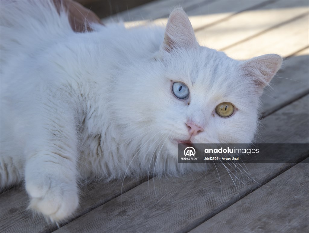 Ankara's iconic animals: Angora cat, Angora rabbit and Angora goat