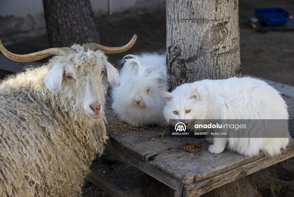 Ankara's iconic animals: Angora cat, Angora rabbit and Angora goat