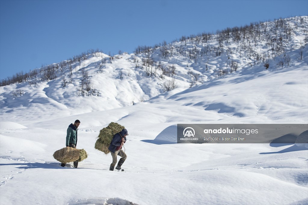 Kar kalınlığının 1,5 metreyi bulduğu Ovacık'ta besicilerin zorlu mesaisi