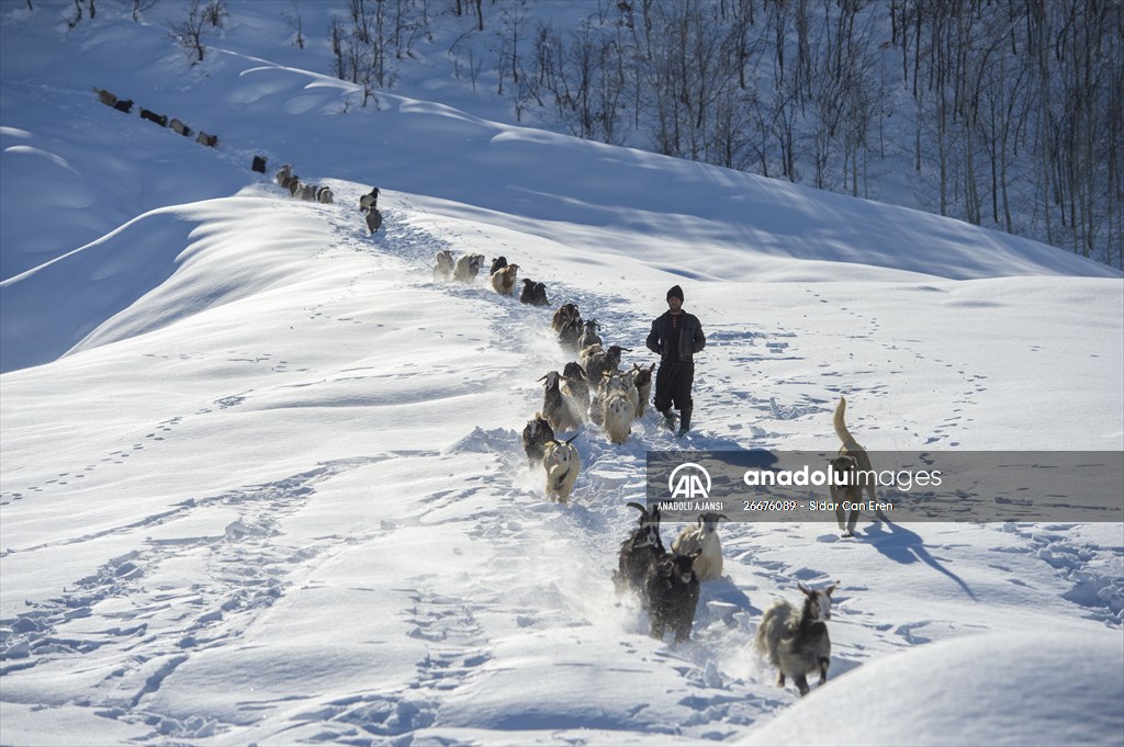Kar kalınlığının 1,5 metreyi bulduğu Ovacık'ta besicilerin zorlu mesaisi