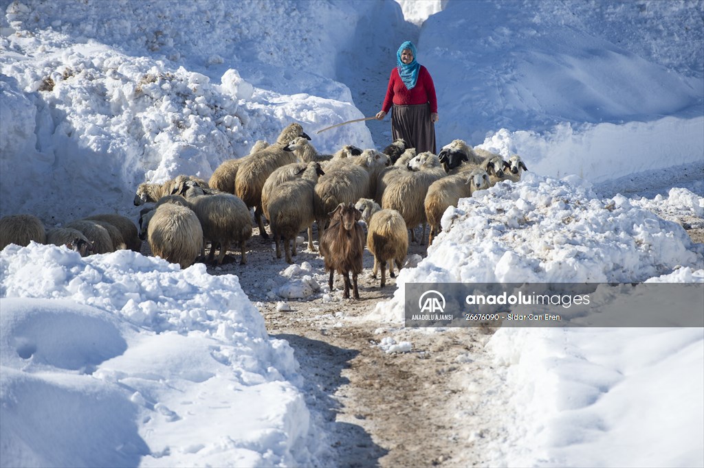 Kar kalınlığının 1,5 metreyi bulduğu Ovacık'ta besicilerin zorlu mesaisi