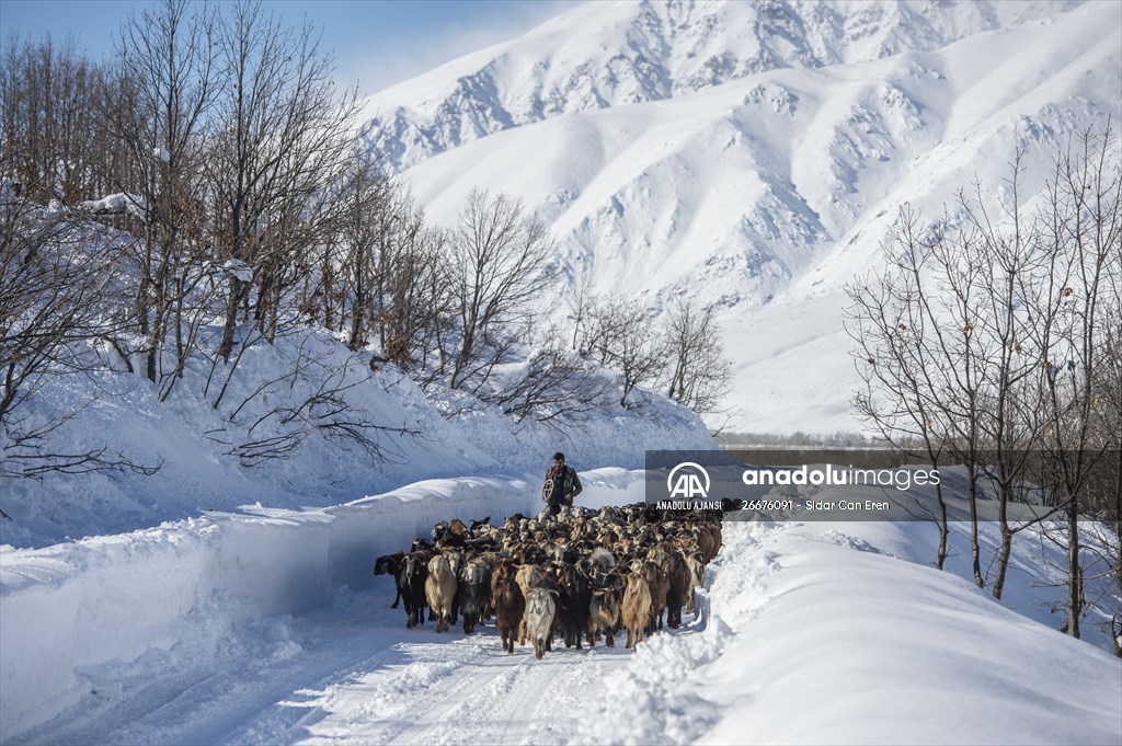 Kar kalınlığının 1,5 metreyi bulduğu Ovacık'ta besicilerin zorlu mesaisi