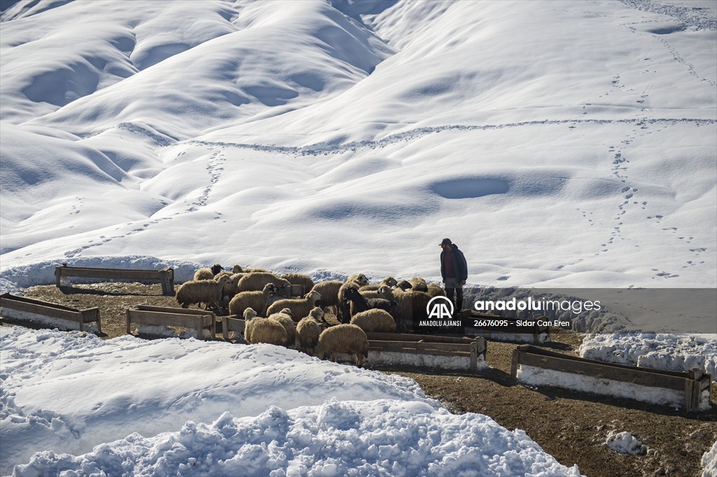 Kar kalınlığının 1,5 metreyi bulduğu Ovacık'ta besicilerin zorlu mesaisi