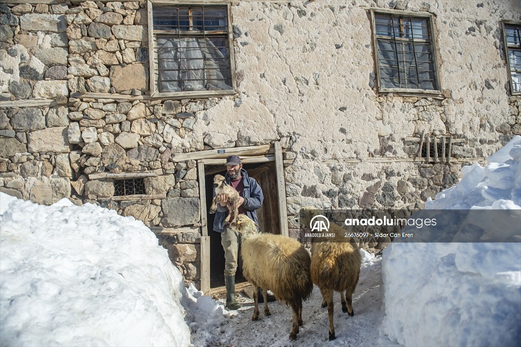 Kar kalınlığının 1,5 metreyi bulduğu Ovacık'ta besicilerin zorlu mesaisi