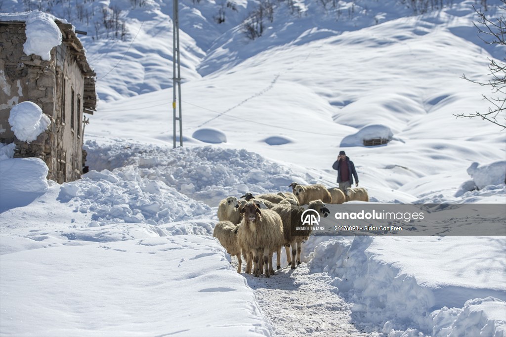 Kar kalınlığının 1,5 metreyi bulduğu Ovacık'ta besicilerin zorlu mesaisi