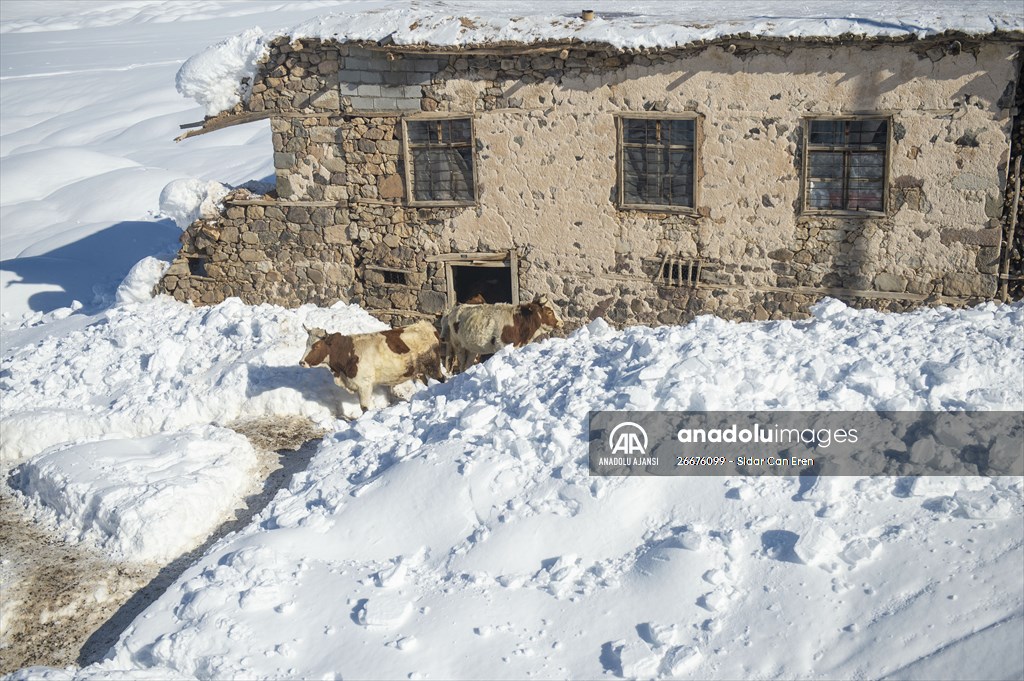 Kar kalınlığının 1,5 metreyi bulduğu Ovacık'ta besicilerin zorlu mesaisi