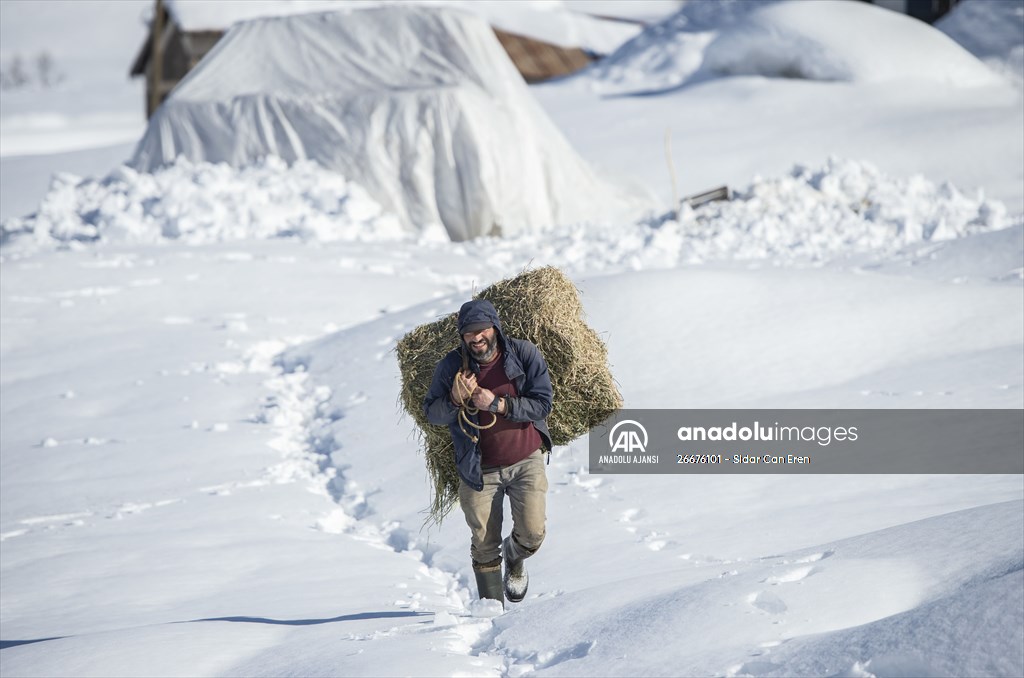 Kar kalınlığının 1,5 metreyi bulduğu Ovacık'ta besicilerin zorlu mesaisi