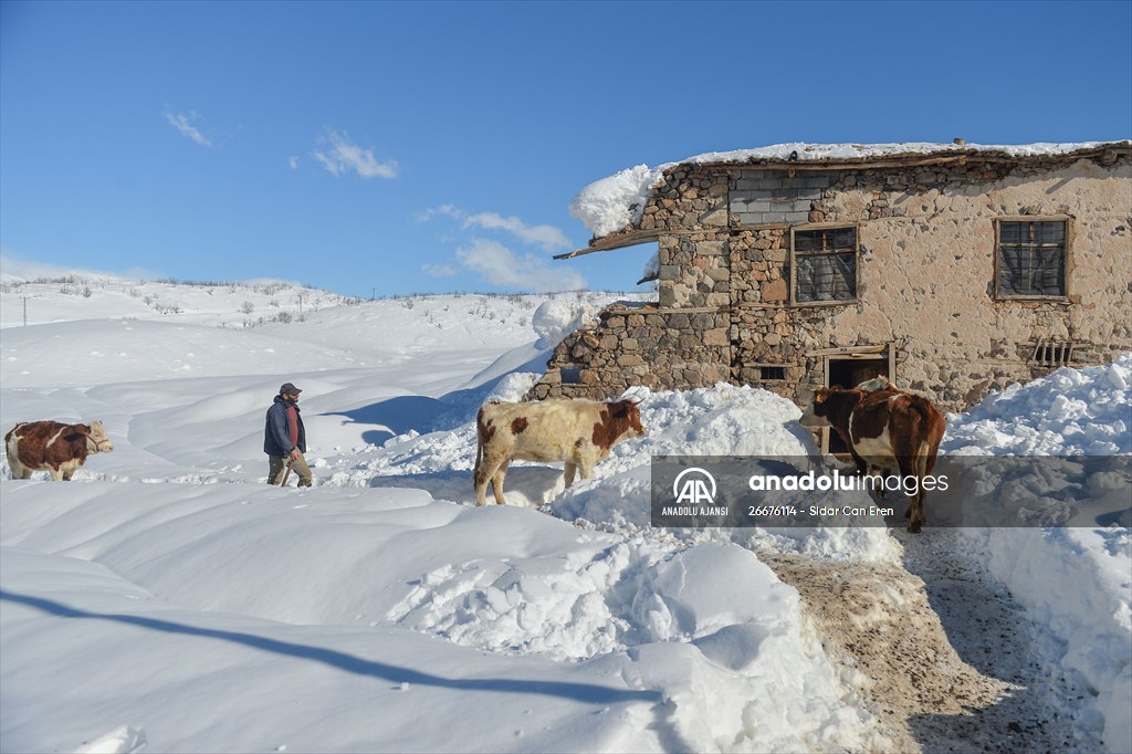 Kar kalınlığının 1,5 metreyi bulduğu Ovacık'ta besicilerin zorlu mesaisi