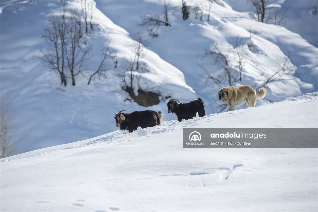 Kar kalınlığının 1,5 metreyi bulduğu Ovacık'ta besicilerin zorlu mesaisi