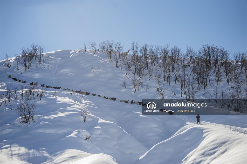 Kar kalınlığının 1,5 metreyi bulduğu Ovacık'ta besicilerin zorlu mesaisi