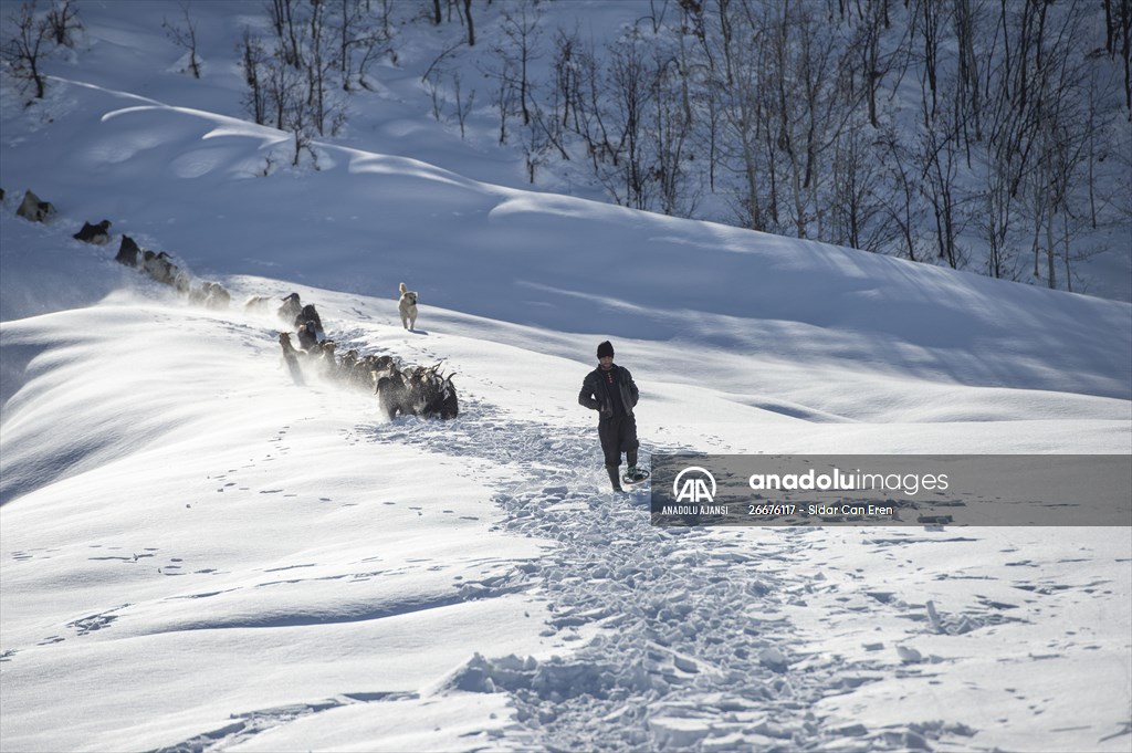 Kar kalınlığının 1,5 metreyi bulduğu Ovacık'ta besicilerin zorlu mesaisi