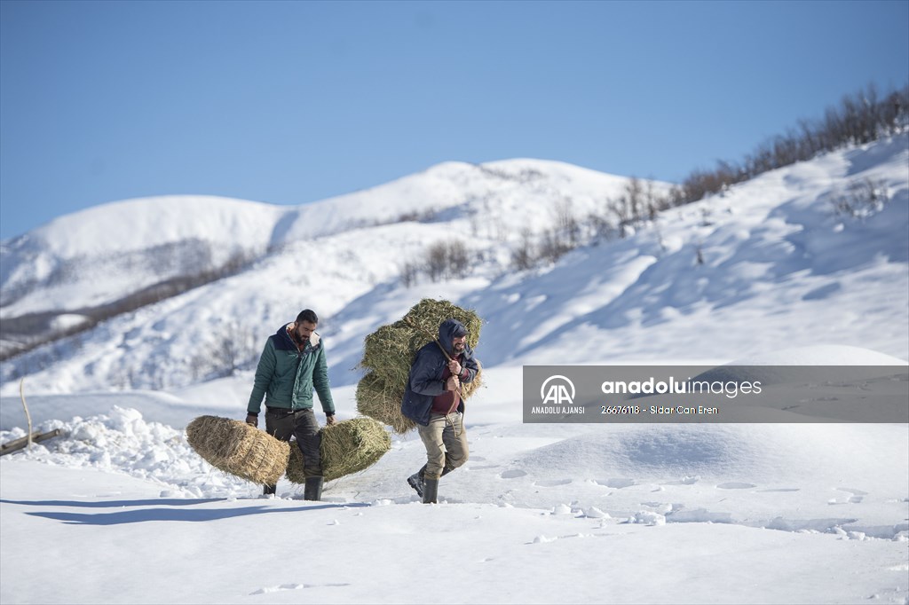 Kar kalınlığının 1,5 metreyi bulduğu Ovacık'ta besicilerin zorlu mesaisi