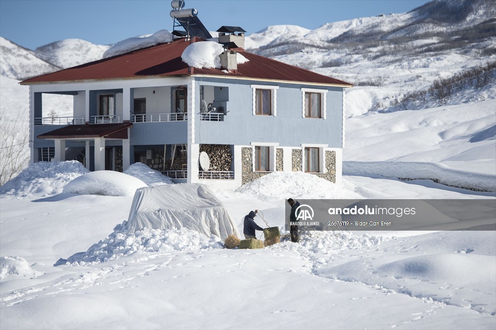 Kar kalınlığının 1,5 metreyi bulduğu Ovacık'ta besicilerin zorlu mesaisi