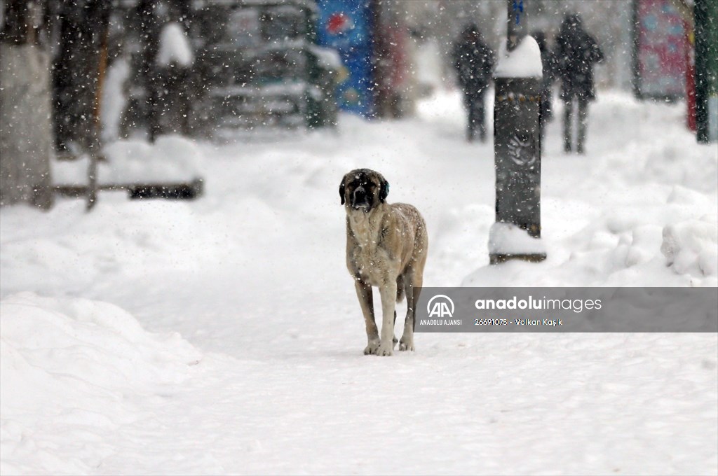 Malatya'da kar yağışı etkili oldu
