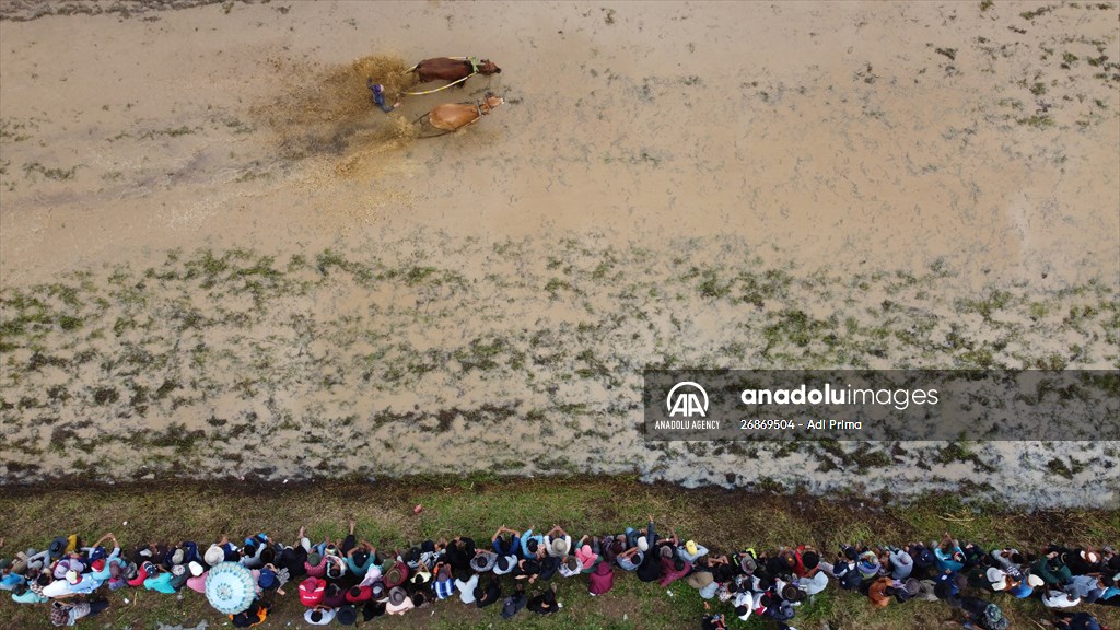 "Pacu Jawi" cattle race after rice harvest in Indonesia