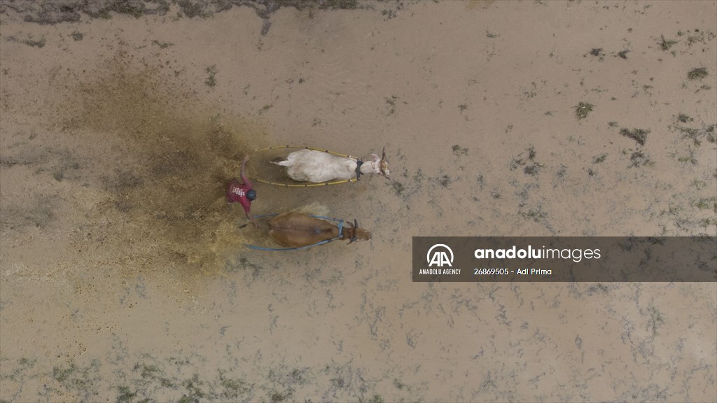 "Pacu Jawi" cattle race after rice harvest in Indonesia