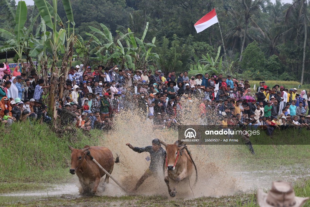 "Pacu Jawi" cattle race after rice harvest in Indonesia