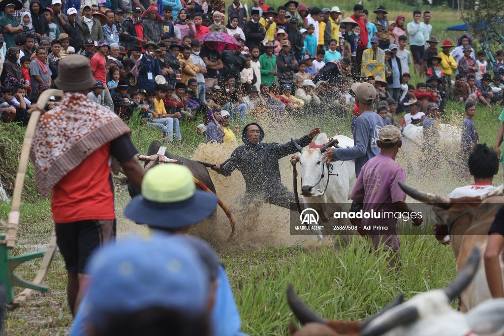 "Pacu Jawi" cattle race after rice harvest in Indonesia