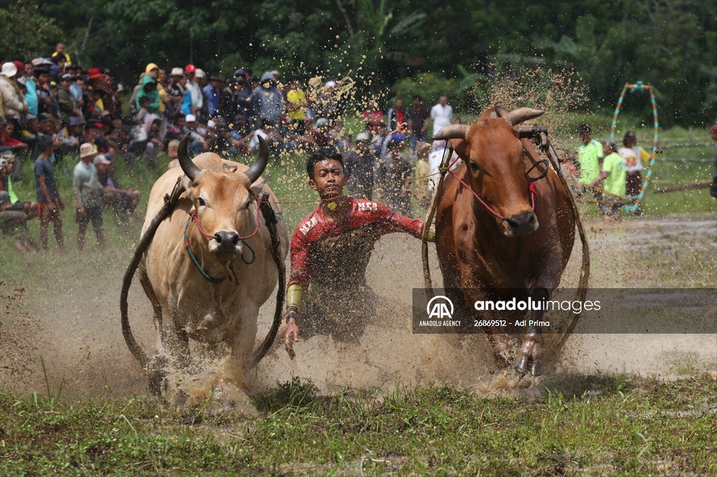 "Pacu Jawi" cattle race after rice harvest in Indonesia