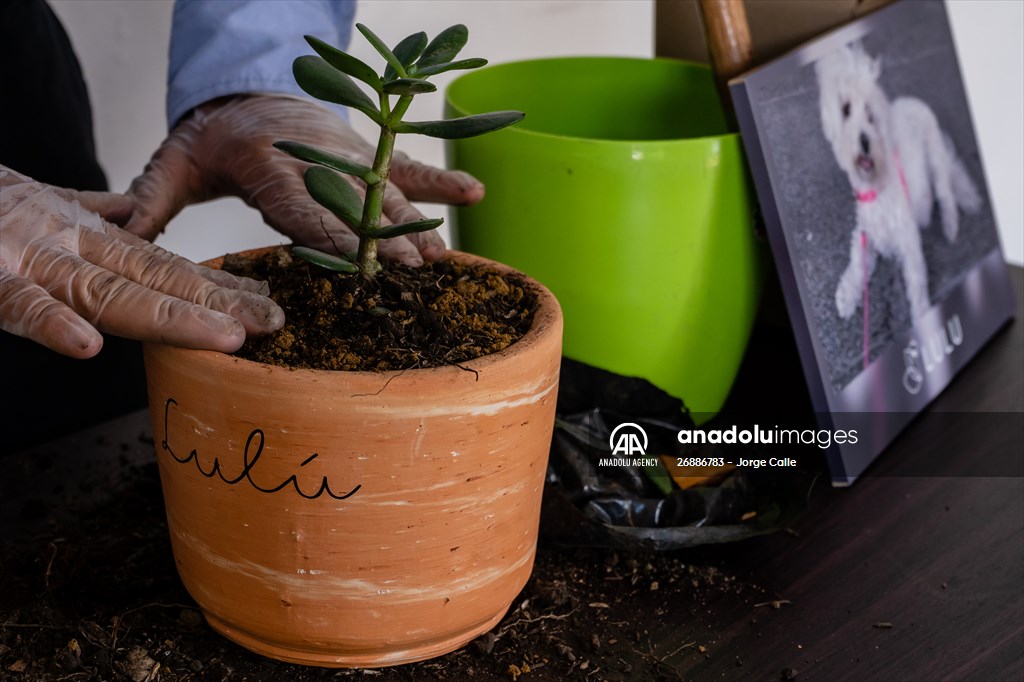 Pleia, option to say goodbye to pets in responsible way