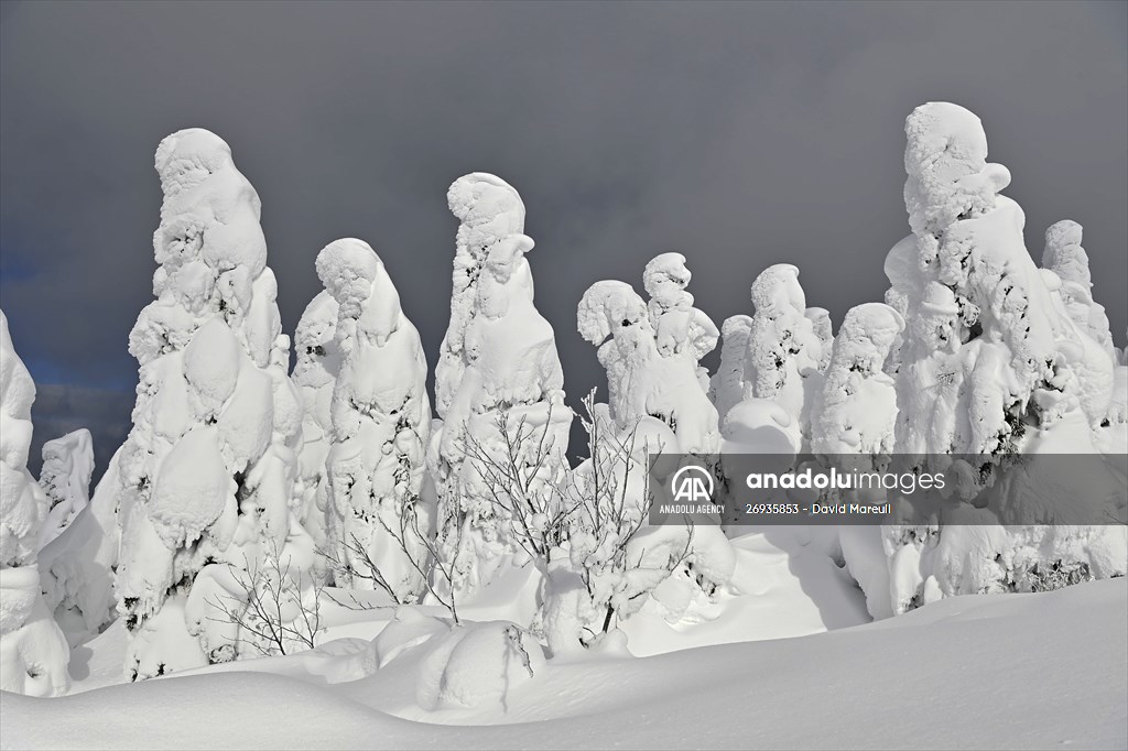 Snow monsters of Mount Zao in Japan