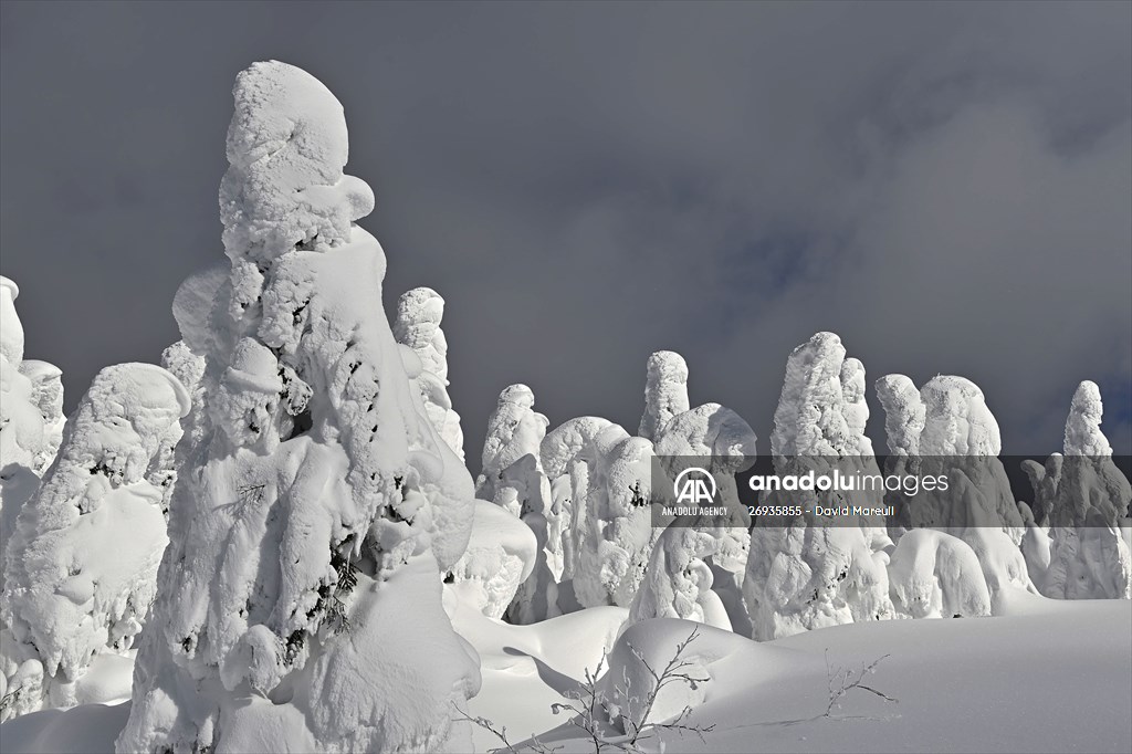 Snow monsters of Mount Zao in Japan