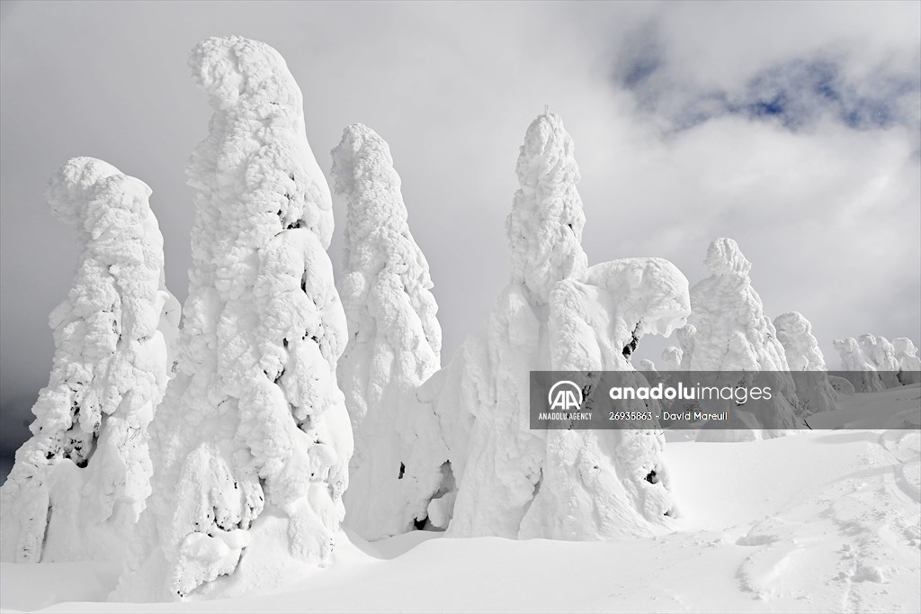 Snow monsters of Mount Zao in Japan