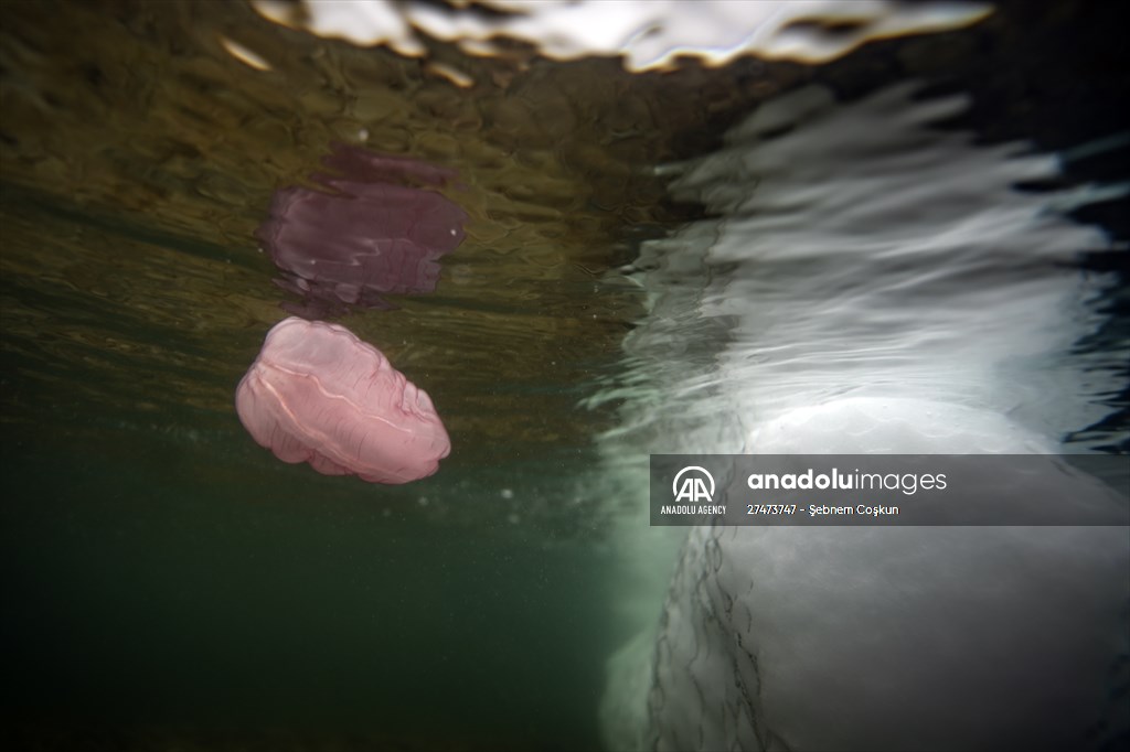 "Beroe cucumis" spotted for the first time in the south of Antarctica