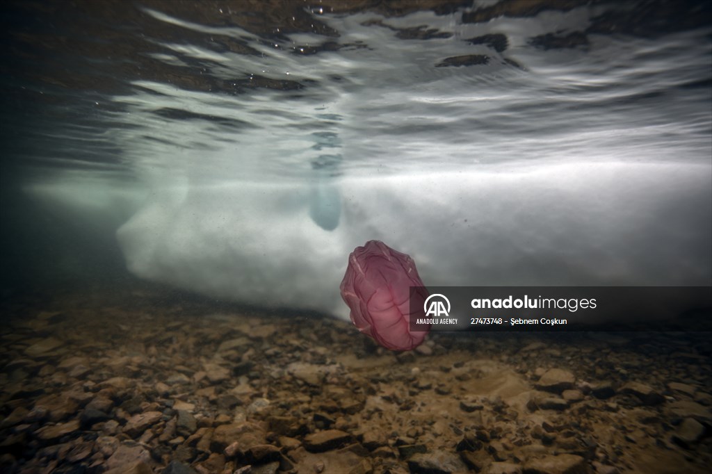 "Beroe cucumis" spotted for the first time in the south of Antarctica