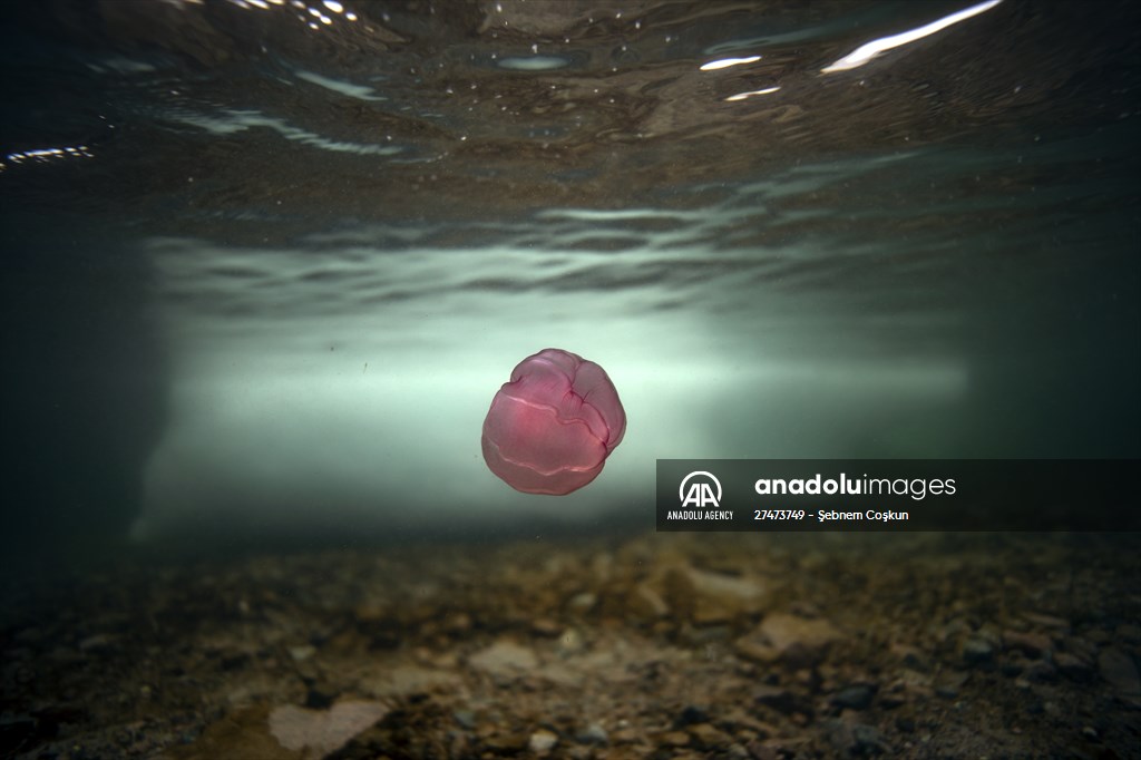 "Beroe cucumis" spotted for the first time in the south of Antarctica