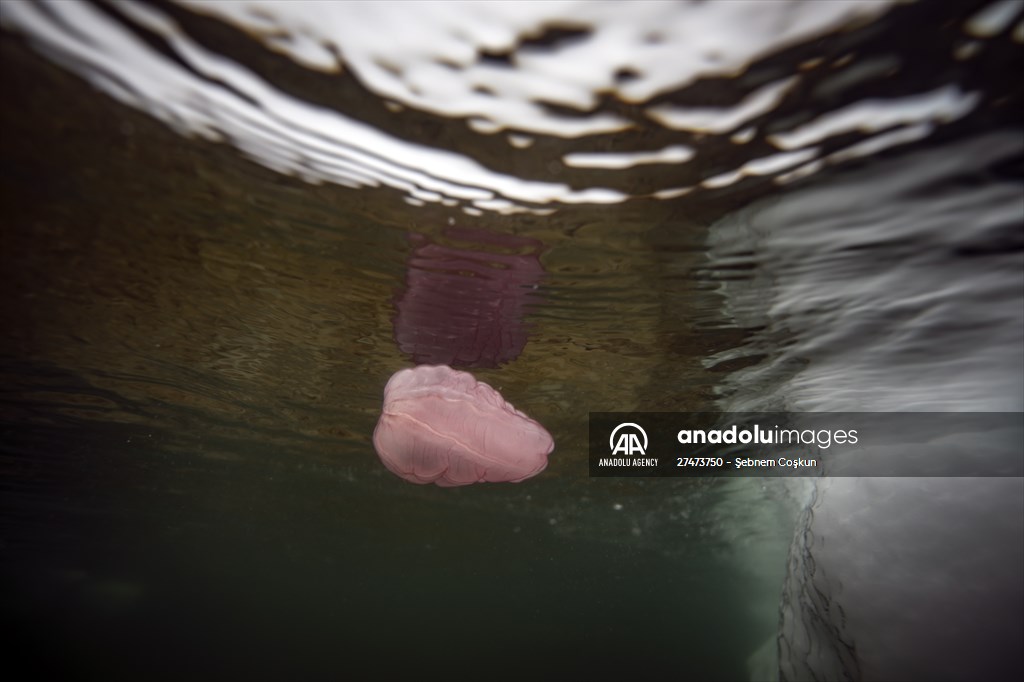 "Beroe cucumis" spotted for the first time in the south of Antarctica