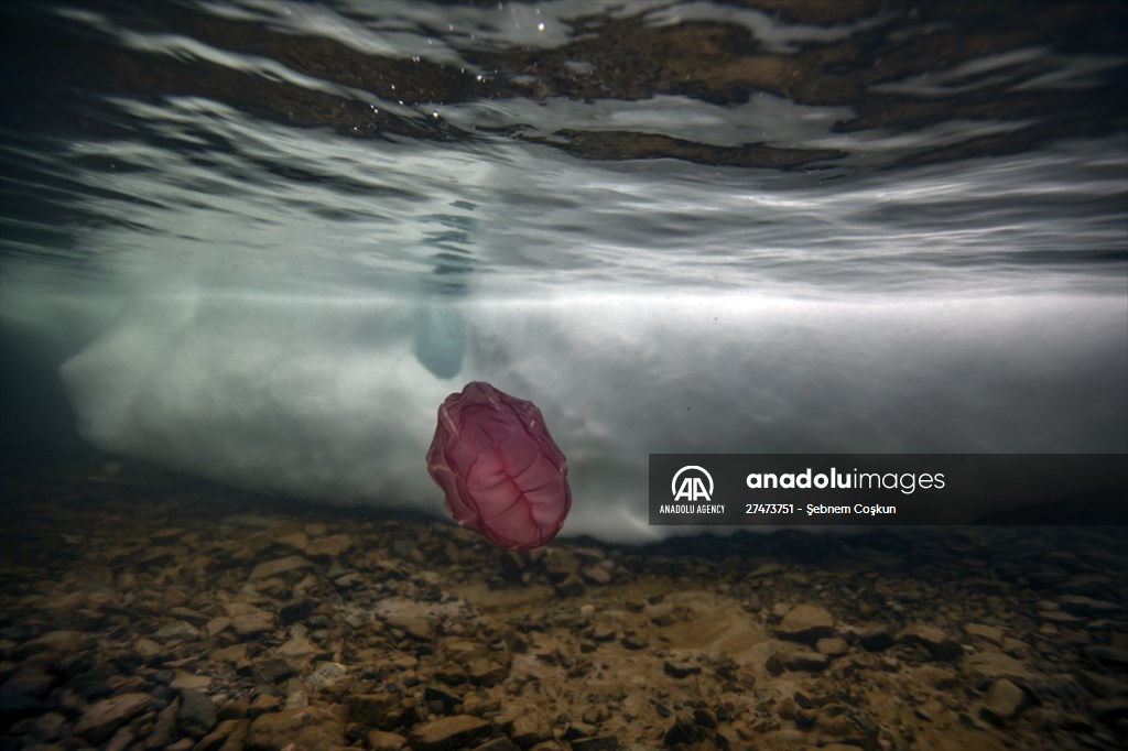 "Beroe cucumis" spotted for the first time in the south of Antarctica
