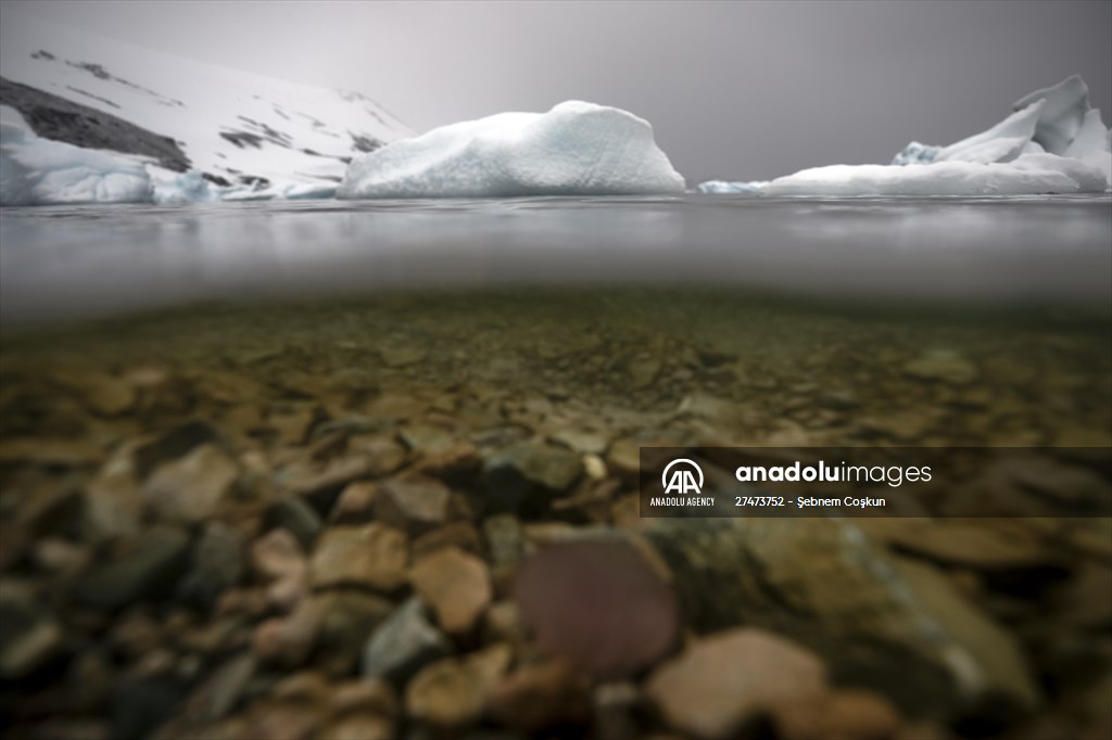 "Beroe cucumis" spotted for the first time in the south of Antarctica
