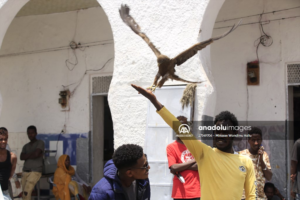 Falcon trainer in Ethiopian city takes show to another level