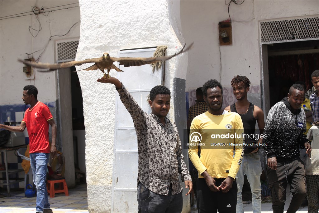 Falcon trainer in Ethiopian city takes show to another level