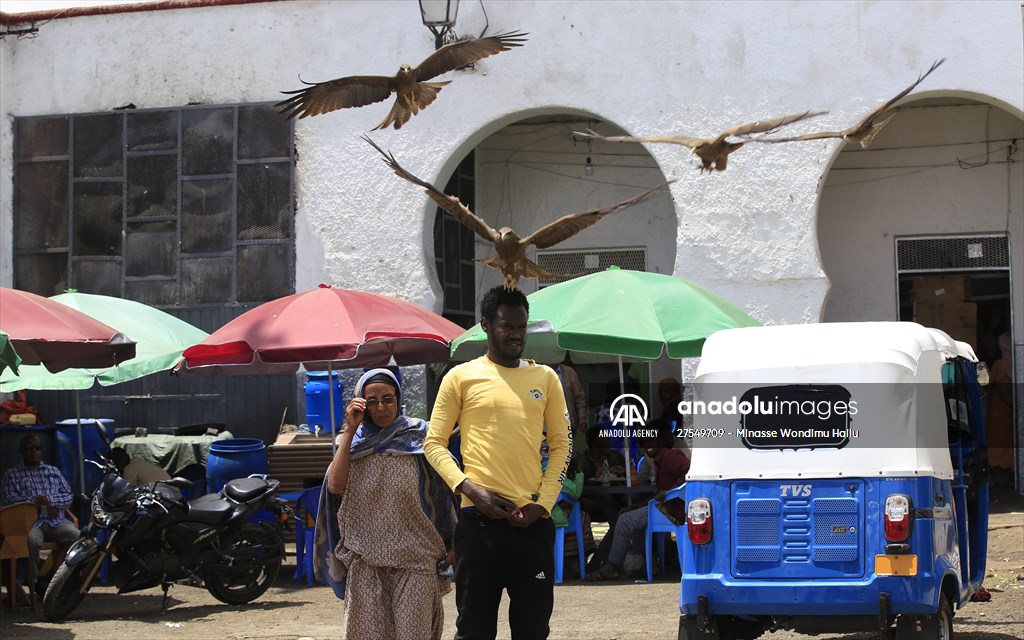 Falcon trainer in Ethiopian city takes show to another level