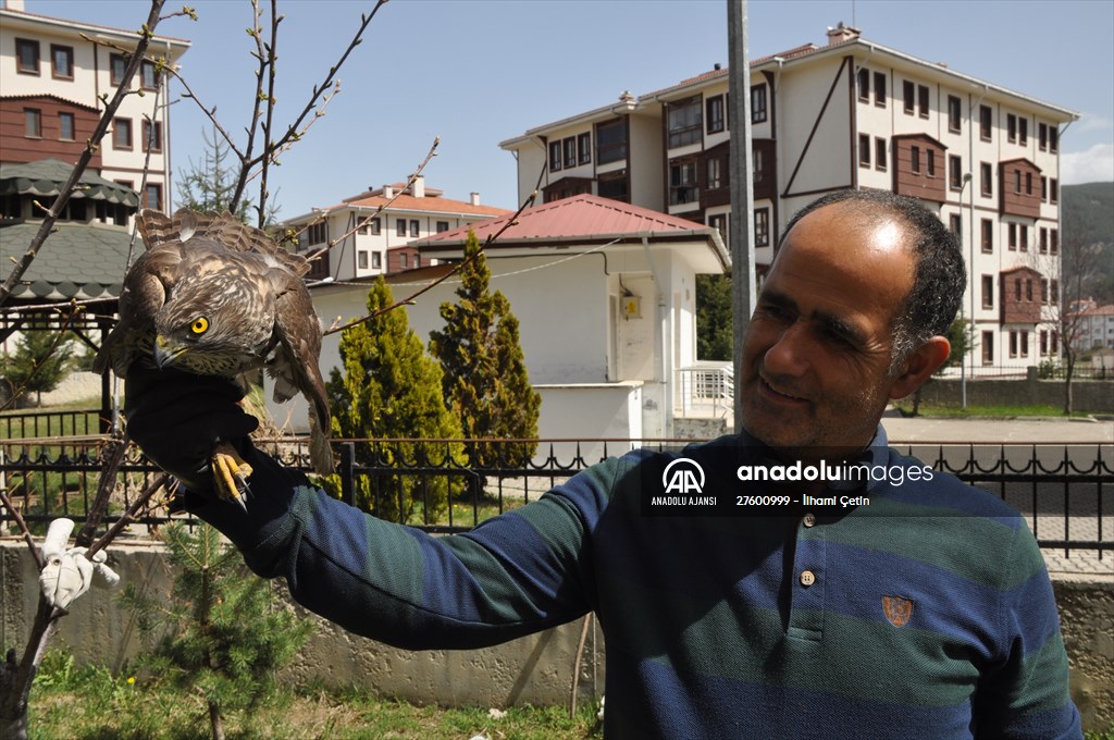 Bolu'da güvercin avlarken duvara çarpan atmaca yaralandı