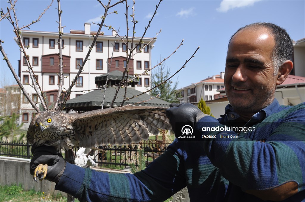 Bolu'da güvercin avlarken duvara çarpan atmaca yaralandı